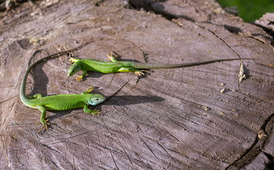  Green lizard in the wild.