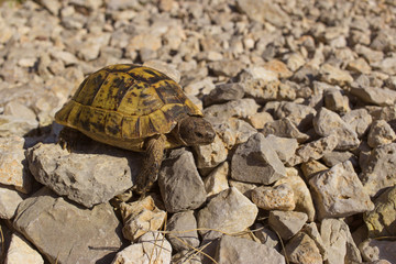 
    Turtle on a rock in the wild on a sunny day.