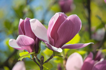 magnolia flowers on blurred multicolored background