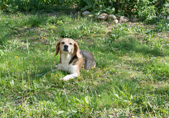 chien, Beagle