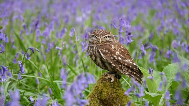 Little Owl ( Athene noctua ) in a Bluebell Wood