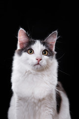 Young three-colored cat