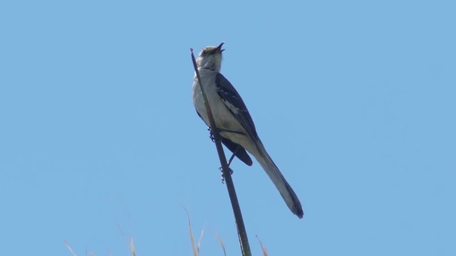 Mockingbird from North Western America With  Singing Audio. Mimus polyglottos Scientific name.