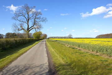 farm road with flowering canola field