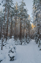Winter snow covered trees. Viitna, Estonia.