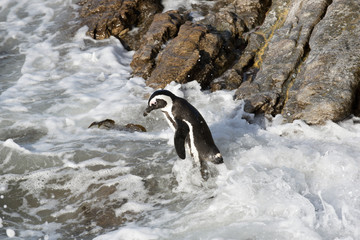 African penguin going for a swim at Betty's Bay in the Western Cape South Africa