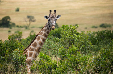 Giraffe on african savannah