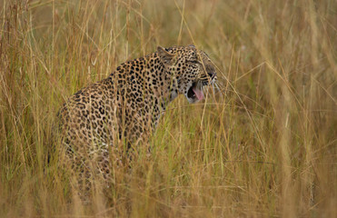 Leopard in the Masai Mara National park kenia
