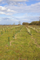 Fototapeta na wymiar young trees in the yorkshire wolds