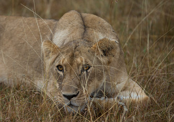 Naklejka premium Lioness on african savannah