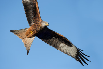 Red Kite (Milvus Milvus)/Red Kite flying through clear blue sky