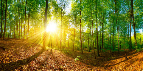 Wald mit Sonnenstrahlen, die durch die Baumkronen scheinen