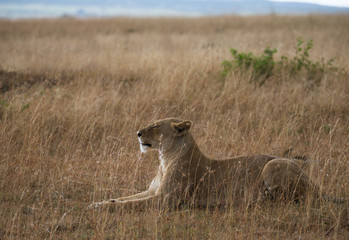 Lioness on african savannah