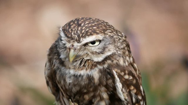 Little Owl ( Athene noctua )