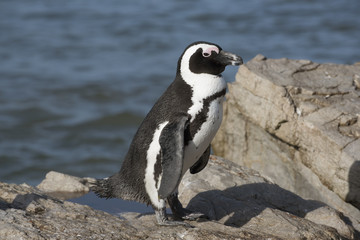 Obraz premium African penguins at Betty's Bay in the Western Cape South Africa