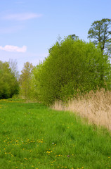 Obraz premium Beautiful spring landscape of meadows in Poland