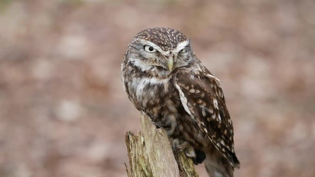 Little Owl ( Athene noctua )
