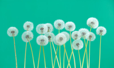 dandelion flower on light green color background, many closeup object