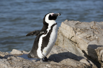 Naklejka premium African penguins at Betty's Bay in the Western Cape South Africa