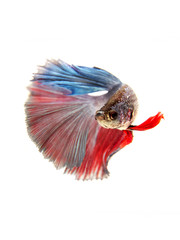 fighting fish