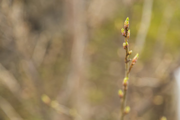 Fototapeta premium Bud of tree at early spring