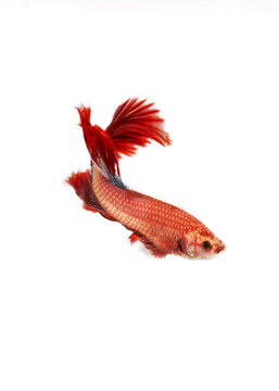 Red fighting fish