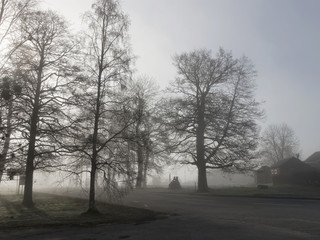 Silhouette of trees without leafs a foggy morning