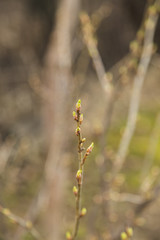 Bud of tree at early spring