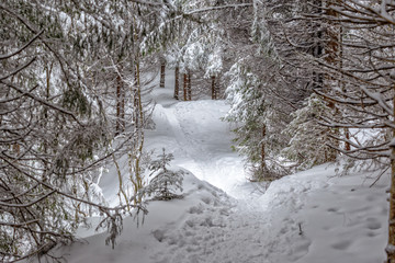 Forest footpath through the snow