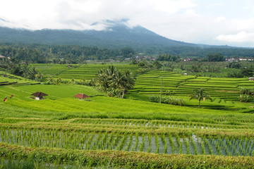 jatiluwih rice terraces