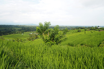 Obraz premium jatiluwih rice terraces