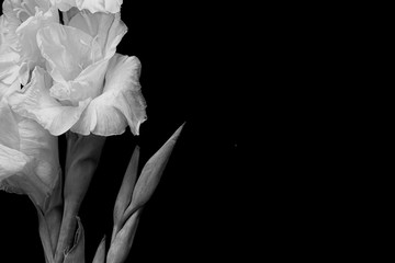 Black and white greeting  card with  gladiolus - 109639283