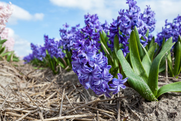 hyacinths from Amsterdam