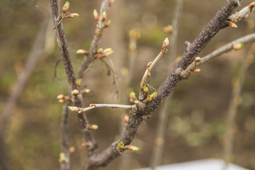 Bud of tree at early spring