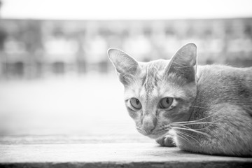 Stray cat in black and white shot.