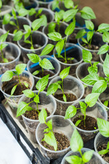 Sprout of green pepper