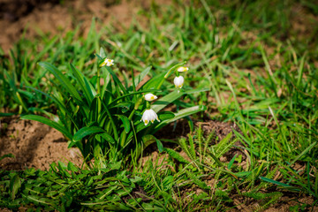 spring flowers
