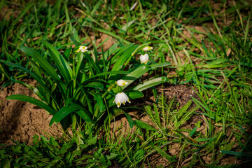 spring flowers
