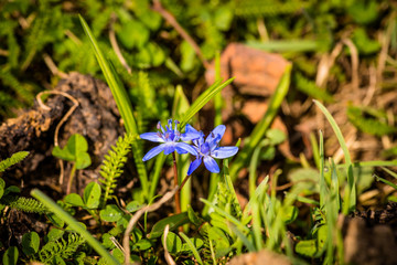 spring flowers
