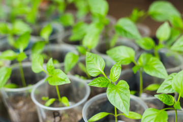 Pepper seedlings growing
