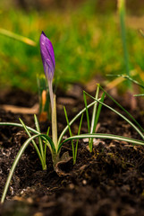 spring flowers