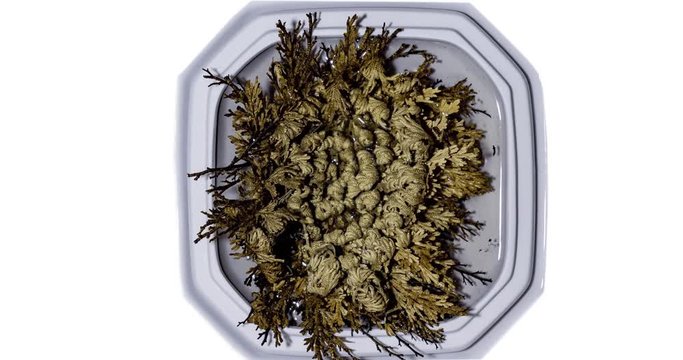 unechte Rose von Jericho beim erbl&uuml;hen, Zeitraffervideo, timlapse