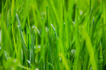 Fresh green spring grass