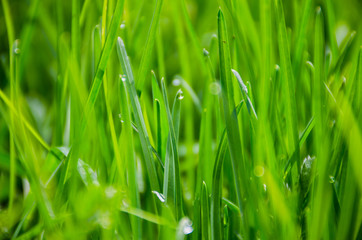 Fresh green spring grass