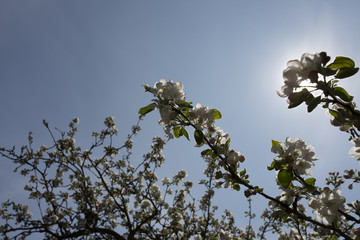Cherry flower on blue sky. White flower with bee. Sunny situation with bee. Spring atmosphere background. Celebration of spring. Lovely composition with tree flowers.