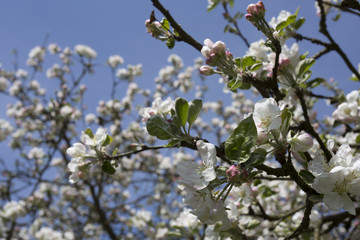 Cherry flower on blue sky. White flower with bee. Sunny situation with bee. Spring atmosphere background. Celebration of spring. Lovely composition with tree flowers.