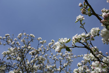 Cherry flower on blue sky. White flower with bee. Sunny situation with bee. Spring atmosphere background. Celebration of spring. Lovely composition with tree flowers.