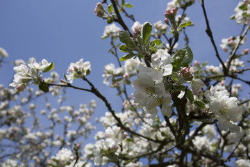 Cherry flower on blue sky. White flower with bee. Sunny situation with bee. Spring atmosphere background. Celebration of spring. Lovely composition with tree flowers.