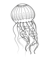 Black and white jellyfish vector, medusa in bianco e nero vettoriale