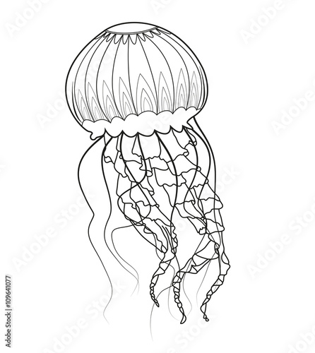 "Black and white jellyfish vector, medusa in bianco e nero vettoriale" Stock image and royalty ...